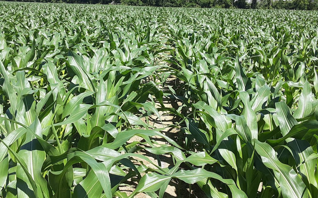 Panhandle Crop Update – What’s Popping with Corn?