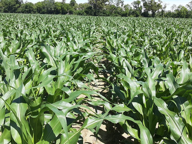 Waist high corn field in Jackson County, April 24th.