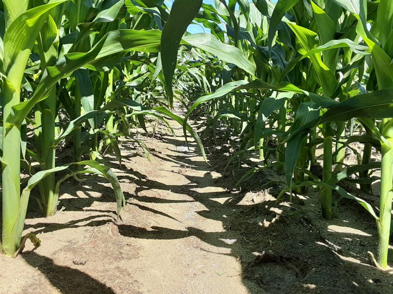 Weed free corn field image