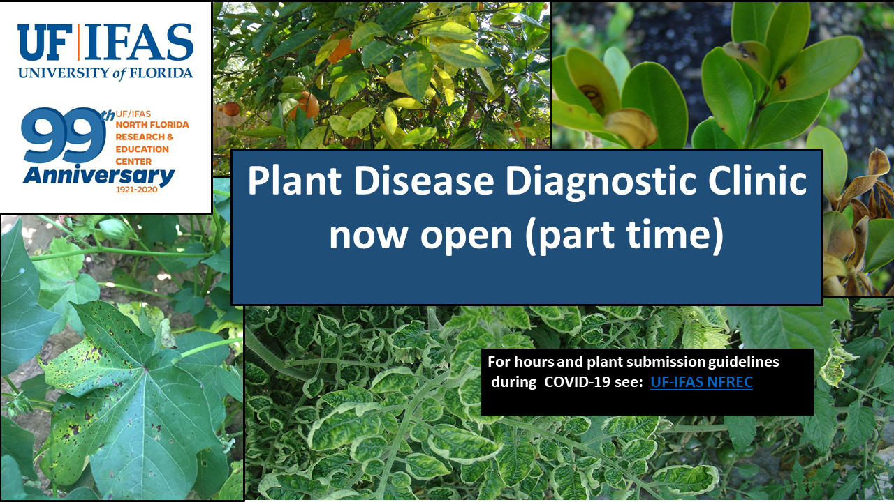 Plant Disease Clinic graphic