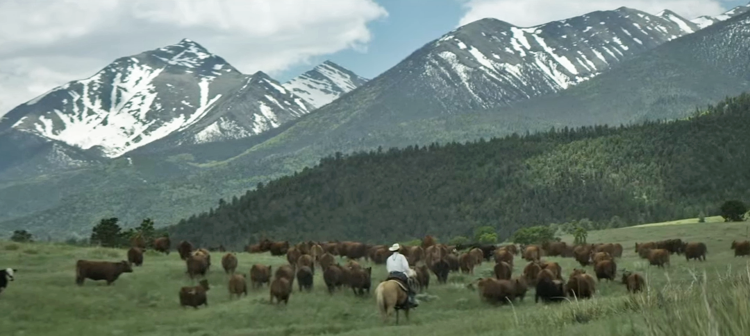 Friday Feature:  Cattle First Trailer & Documentary
