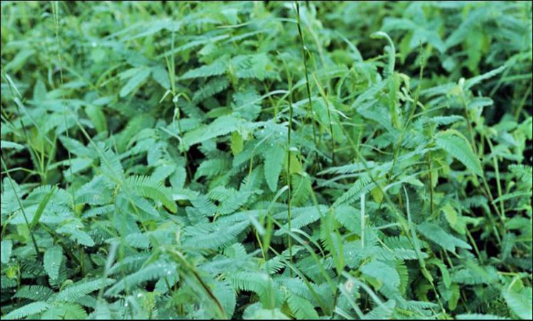 eschynomene in limpograss