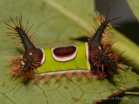 Watch Out for Stinging and Venomous Caterpillars | Panhandle Agriculture