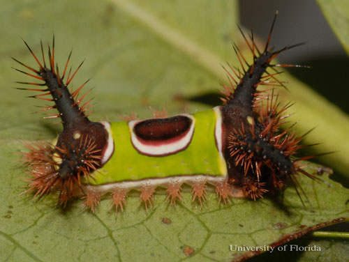 Watch Out for Stinging and Venomous Caterpillars