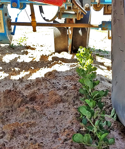 Supplmental peanut replanting