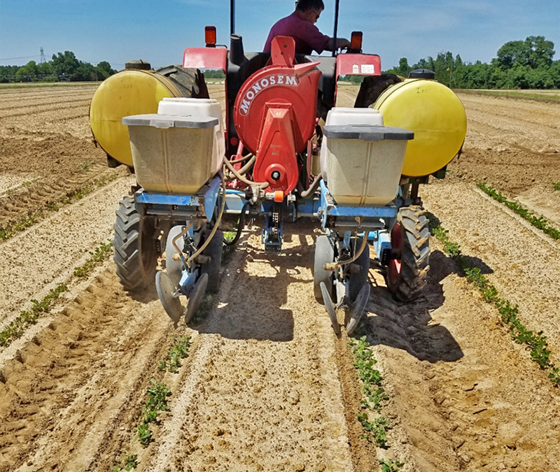 Stand Issues – Should You Replant Your Peanut Field?