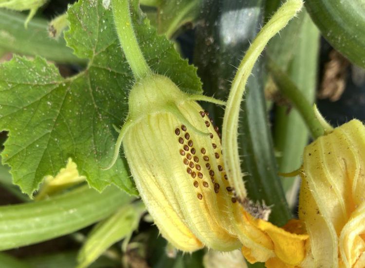 Squash Bugs – Always a Problem in Cucurbits | Panhandle Agriculture