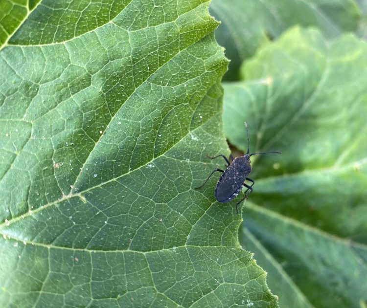 An adult squash bug on a zucchini leaf.