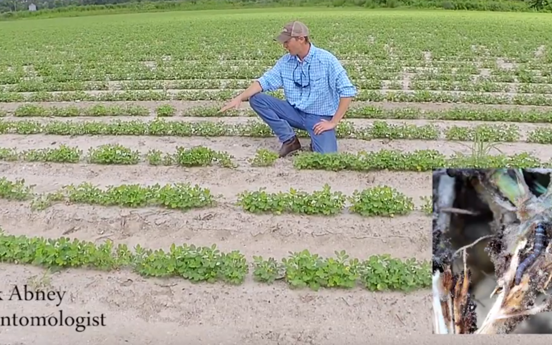 Featured Video:  Early Season Scouting for Lesser Cornstalk Borer in Peanut