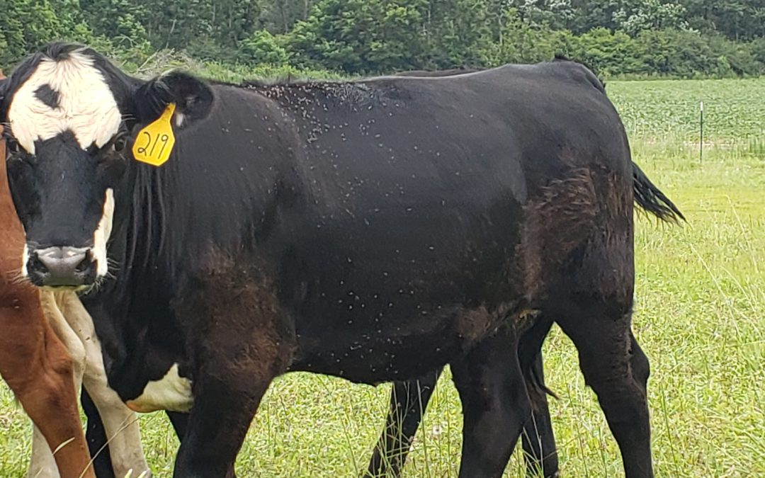 Consider Insecticide Resistance When Controlling Horn Flies on Cattle