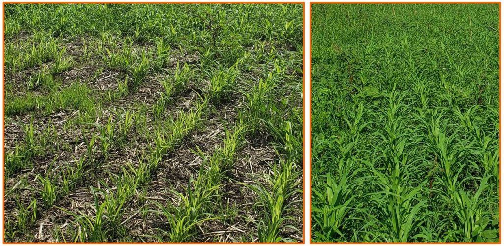 Utilizing Pearl Millet More on CowCalf Operations Panhandle Agriculture
