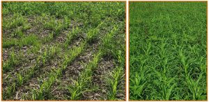 Utilizing Pearl Millet More on Cow-Calf Operations | Panhandle Agriculture