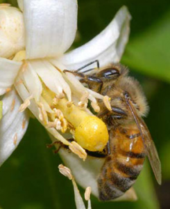 Honey bee on an orange blossom