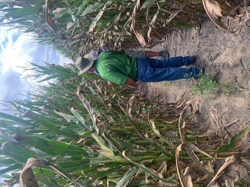 Investigating A Rapid Decline In North Florida Corn Fields Panhandle