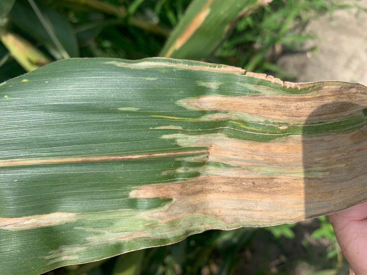 corn leaf with symptoms