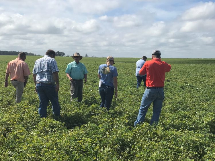 extension agents in peanut field 