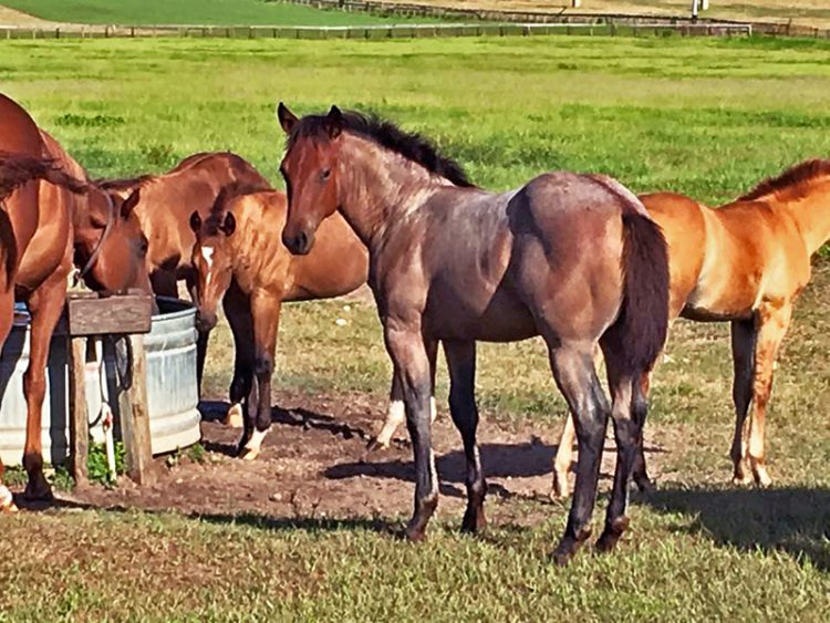 Group of foals with a nanny mare