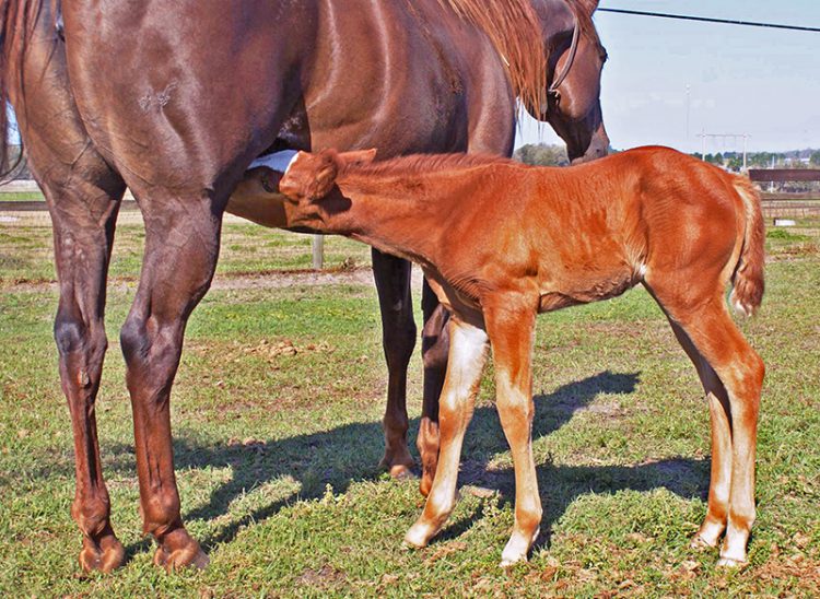 Management Strategies for Weaning Foals