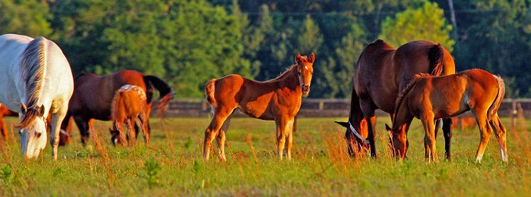 mares and foals