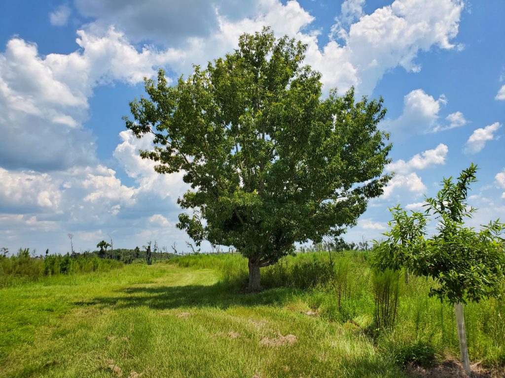 Sawtooth Oak: A Good, but not Perfect Tree for Landowners and Wildlife ...