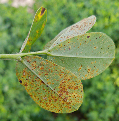 Peanut Rust Found in Florida Sentinel Plots – A Potentially Explosive Disease