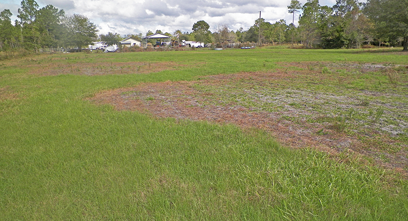 pasture decline from Rhizoctonia
