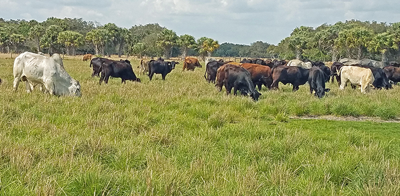 crossbred cattle grazing low input pasture