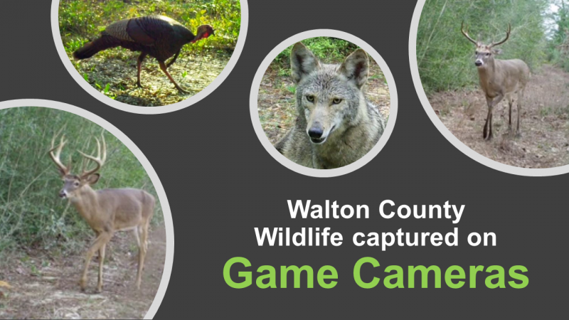 Walton County Wildlife captured on game cameras