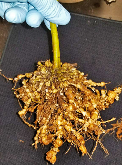 tomato root galls from Guava Root knot nematode
