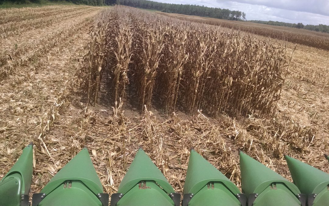 2020 On-Farm Corn Yield Evaluation Summary