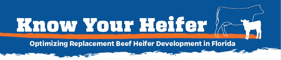 Know Your Heifer Program banner