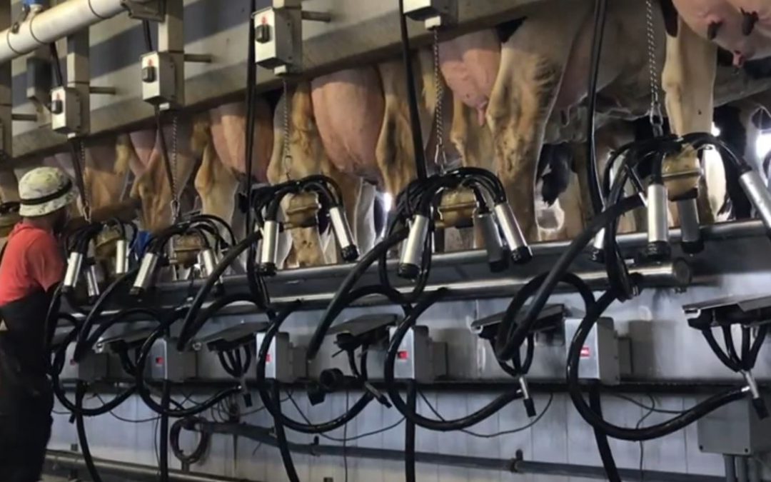 Friday Feature:  Lactation Station Dairy Tour