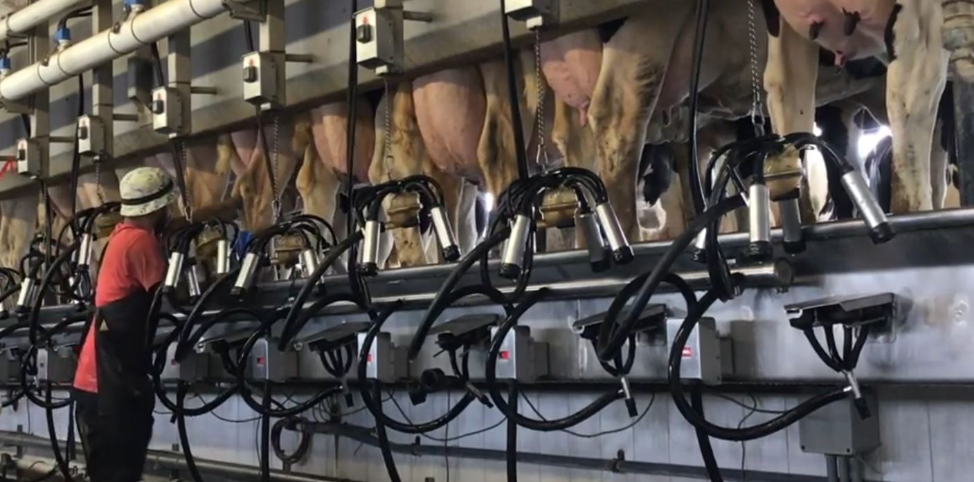 Friday Feature Lactation Station Dairy Tour Panhandle Agriculture