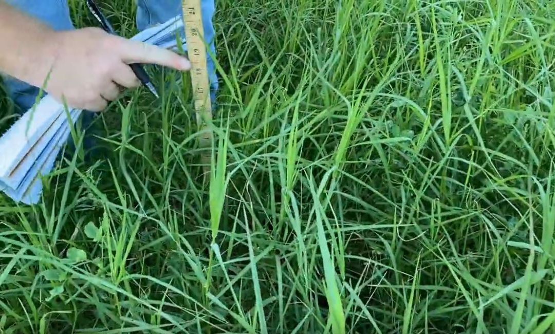 Friday Feature:  Using a Grazing Stick to to Make Grazing Management Decisions