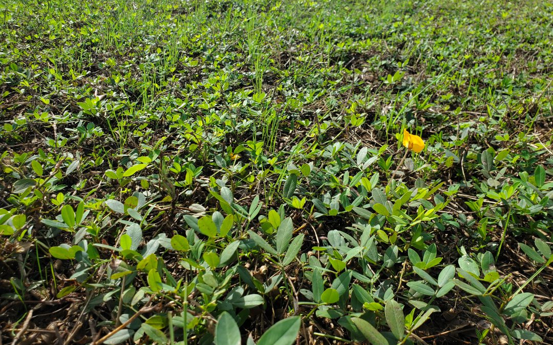 Overseeding Perennial Peanut for Cool Season Grazing:  Your Questions Answered!