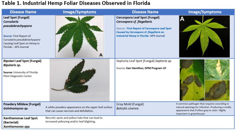 table 1 Hemp Foliar Diseases