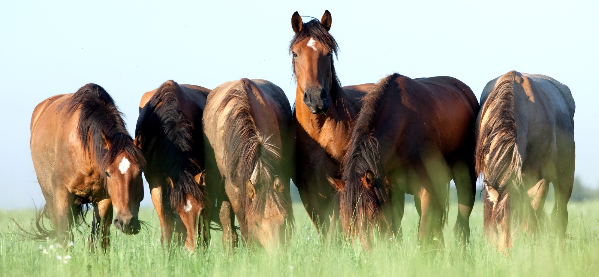 Friday Feature Florida’s Cracker Horse Panhandle Agriculture