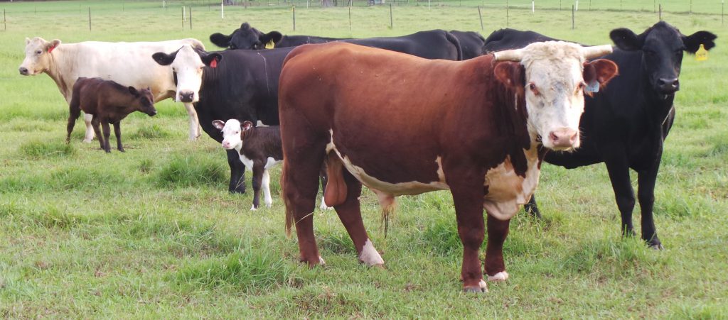 Don’t Forget About the Bulls – Pre-Breeding Management | Panhandle ...