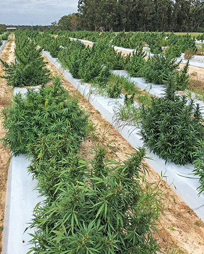 After Another Year of Industrial Hemp Research, the Risks Remain the Same