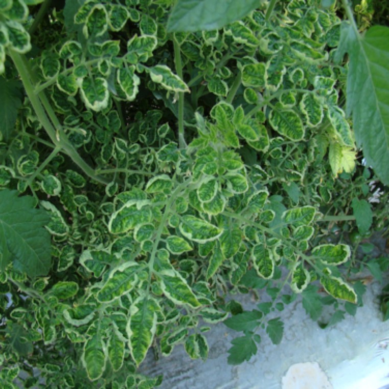 Spread of TYLC is by the feeding of TYLCV infected adult whiteflies. Mechanical or seed transmission is not known to occur. Upward curling and yellowing of the leaves is an early symptom.