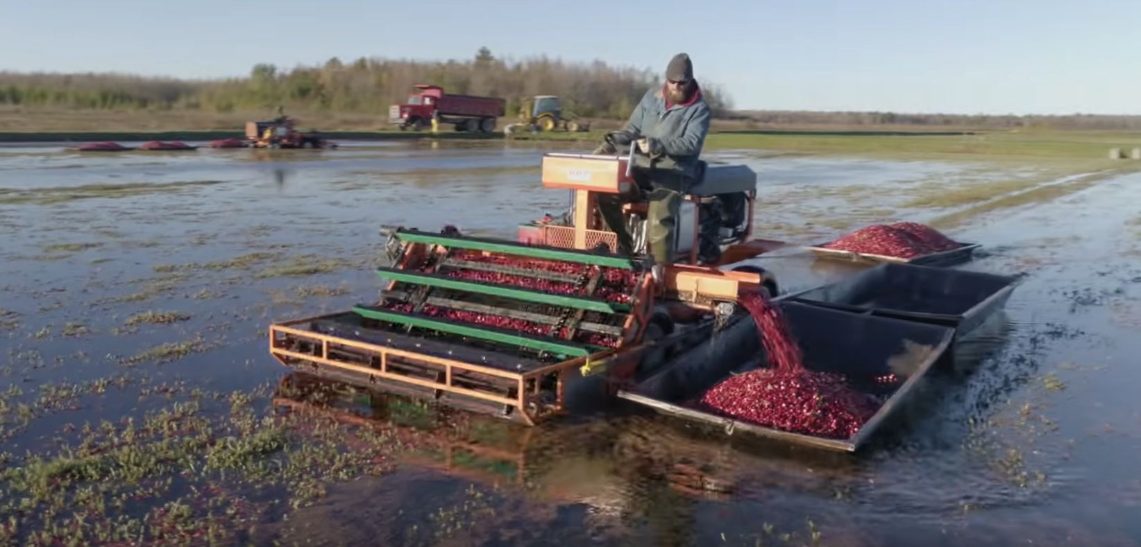 Friday Feature Cranberry Farming Start To Finish Panhandle Agriculture