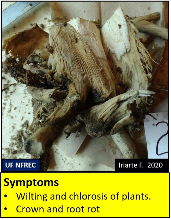 Hemp Fusarium Crown or Root Rot