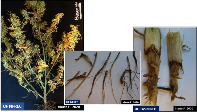 Hemp Pythium stem crown & root rot