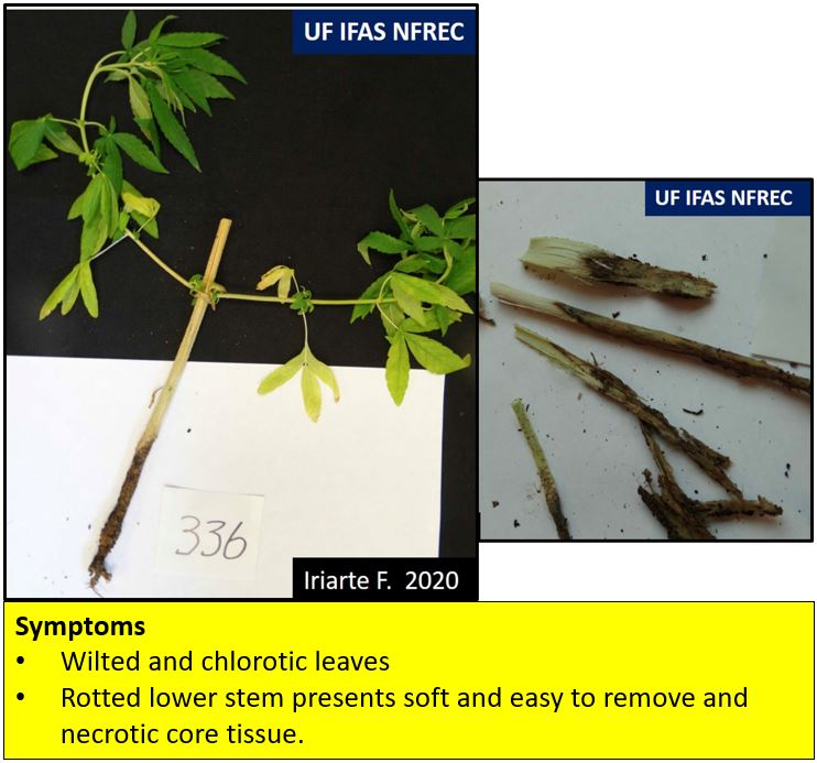 Hemp Pythium stem & crown rot