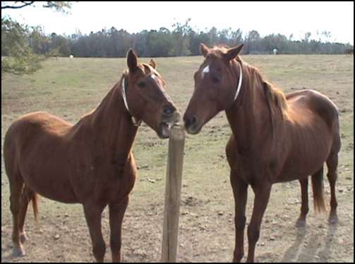 Is it Coping or a Vice? Understanding Stereotypic Behaviors in Horses