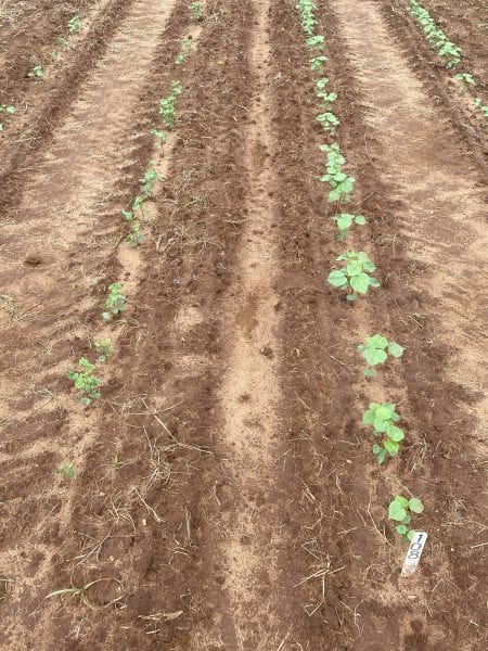 in-furrow insecticeds for thrips