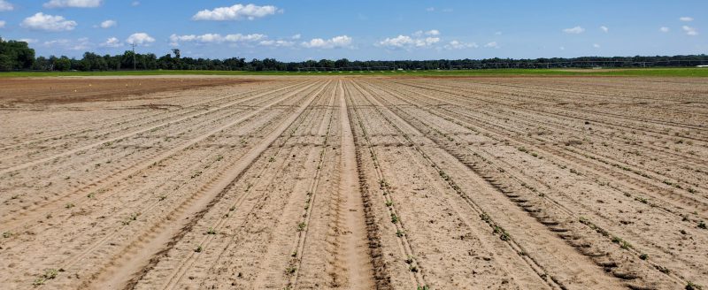 Emerging Peanuts