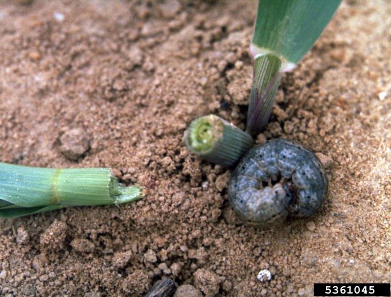 Springtime Means Cutworms – Scout Corn and Soybean Fields
