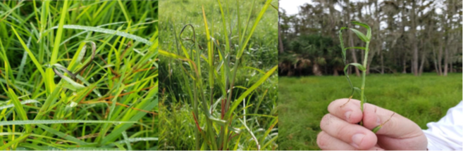 Figure 1 limpograss with associatied endophytes