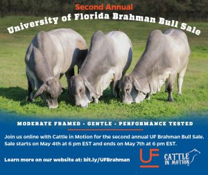 UF Brahman Bull Sale 2021